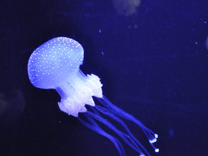 Photo Portfolio Post 4