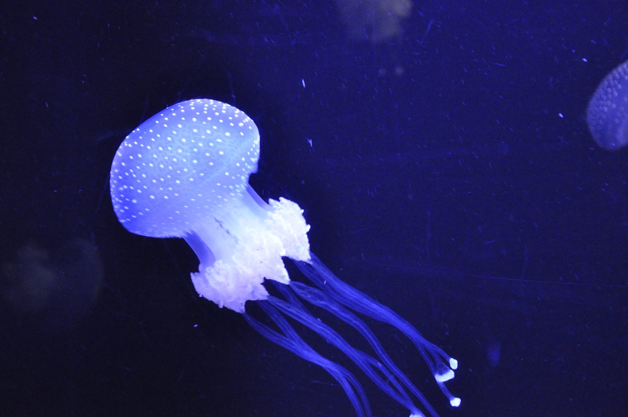 Photo Portfolio Post 4